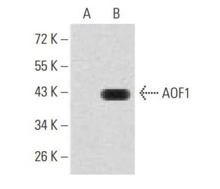 AOF1 Antibody (5E10C1) - Western Blotting - Image 358368 