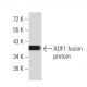AOF1 Antibody (5E10C1) - Western Blotting - Image 358367