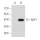 AOF1 Antibody (5E10C1) - Western Blotting - Image 358368 