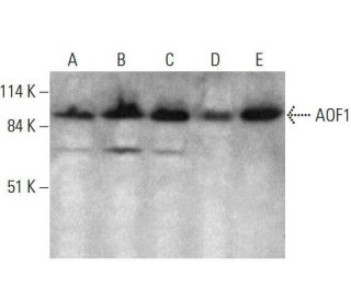 AOF1 Antibody (E-6) - Western Blotting - Image 351844 