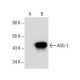 AOS-1 Antibody (E-12) - Western Blotting - Image 157534
