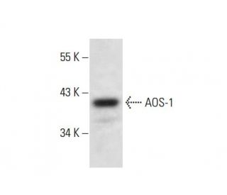 AOS-1 Antibody (E-12) - Western Blotting - Image 300583 