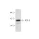 AOS-1 Antibody (E-12) - Western Blotting - Image 300583 
