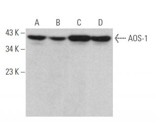 AOS-1 Antibody (G-3) - Western Blotting - Image 373504 
