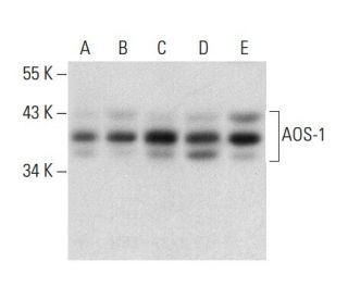 AOS-1 Antibody (H-9) - Western Blotting - Image 300609 