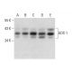 AOS-1 Antibody (H-9) - Western Blotting - Image 300609 