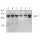 AOS-1 Antibody (H-9) - Western Blotting - Image 369897 