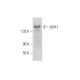 AOX1 Antibody (D-8) - Western Blotting - Image 139104