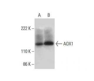 AOX1 Antibody (D-8) - Western Blotting - Image 294501 