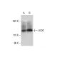 AOX1 Antibody (D-8) - Western Blotting - Image 294501 