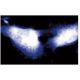 AP-180 Antibody (34) - Immunofluorescence - Image 60551