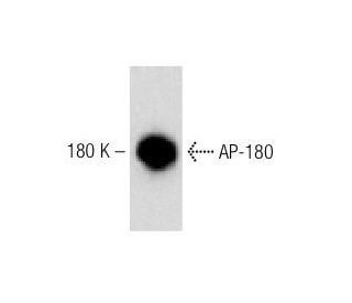 AP-180 Antibody (34) - Western Blotting - Image 60238 