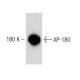 AP-180 Antibody (34) - Western Blotting - Image 60238 