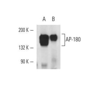 AP-180 Antibody (AP180-I) - Western Blotting - Image 14614 