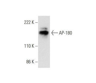 AP-180 Antibody (B-10) - Western Blotting - Image 294388 