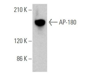AP-180 Antibody (LP2D11) - Western Blotting - Image 370871 