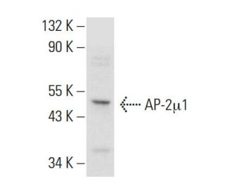 AP-2μ1 Antibody (D-7) - Western Blotting - Image 377905The Double Nickase Plasmid features a U6 promoter for sgRNA expression, a 20 nt targeting sequence, and a gRNA scaffold to guide Cas9n. It includes a CBh promoter for Cas9n (D10A) and puromycin resistance, GFP for transfection verification, and nuclear localization signals (NLS). The 2A peptide allows co-expression of Cas9n and Puro from a single promoter, enabling precise genome editing with reduced off-target effects.