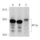 western blotting image from recommended AP-2α (3B5) monoclonal antibody replacement. Image 354842