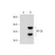 AP-2β Antibody (A-1) - Western Blotting - Image 74258