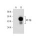 AP-2β Antibody (C-6) - Western Blotting - Image 286112