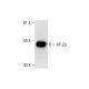 Este anticuerpo policlonal ha dejado de fabricarse. Consulta nuestro anticuerpo monoclonal recomendado <a href="ap-2beta-antibody-c-6">AP-2β (C-6)</a> (se muestran datos de muestra). western blotting image from recommended AP-2β (C-6) monoclonal antibody replacement. Image 300084