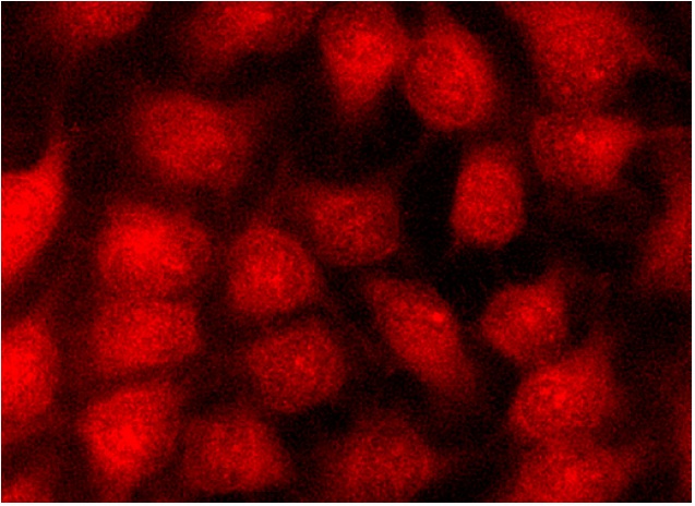 Cross Sans (2) - anatom84 - Folioscope