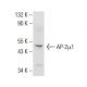 AP-2μ1 Antibody (D-7) - Western Blotting - Image 377905