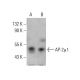 AP-2μ1 Antibody (D-7) - Western Blotting - Image 378395 