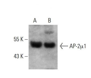 AP-2&mu;1 Antibody (E-7) - Western Blotting - Image 378396 