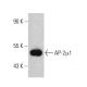 AP-2μ1 Antibody (E-7) - Western Blotting - Image 385714
