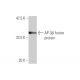AP-3β Antibody (3B4) - Western Blotting - Image 348968