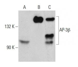 AP-3&beta; Antibody (3B4) - Western Blotting - Image 384459 