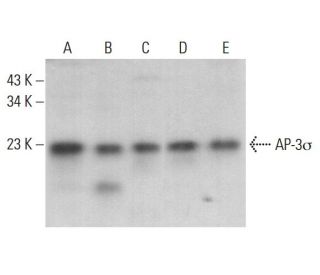 AP-3&sigma; Antibody (6) - Western Blotting - Image 379726 