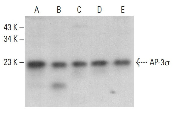 AP-3σ Antibody (6) | SCBT - Santa Cruz Biotechnology