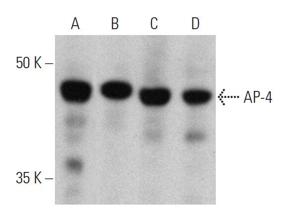 Ap4 Tips AP-4 Antibody (A-8) | SCBT - Santa Cruz Biotechnology