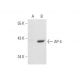AP-4 Antibody (B-3) - Western Blotting - Image 62974