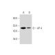 AP-4 Antibody (B-3) - Western Blotting - Image 345941 