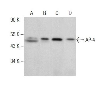 AP-4 Antibody (B-3) - Western Blotting - Image 379929 