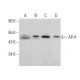 AP-4 Antibody (B-3) - Western Blotting - Image 379929 