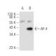 AP-4 Antibody (H-5) - Western Blotting - Image 68201 