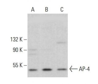 AP-4 Antibody (H-5) - Western Blotting - Image 379983 