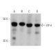 western blotting image from recommended AP-4 (A-8) monoclonal antibody replacement. Image 359991