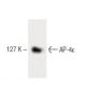 AP-4ε Antibody (32) - Western Blotting - Image 60239