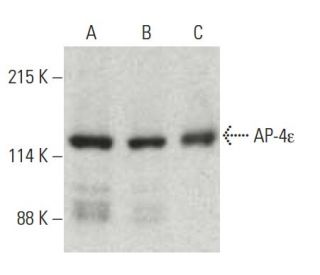AP-4&epsilon; Antibody (32) - Western Blotting - Image 396392 