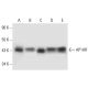 AP1AR Antibody (C-6) - Western Blotting - Image 305768