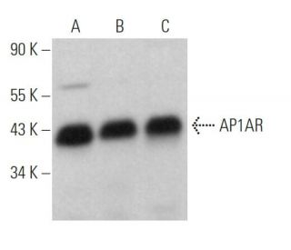 AP1AR Antibody (C-6) - Western Blotting - Image 371980 