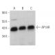 AP1AR Antibody (C-6) - Western Blotting - Image 371980 
