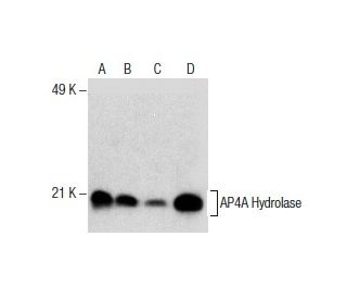 AP4A Hydrolase Antibody (F-5) - Western Blotting - Image 285821 