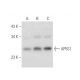 AP5S1 Antibody (E-4) - Western Blotting - Image 333364