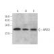 AP5S1 Antibody (E-4) - Western Blotting - Image 371931 